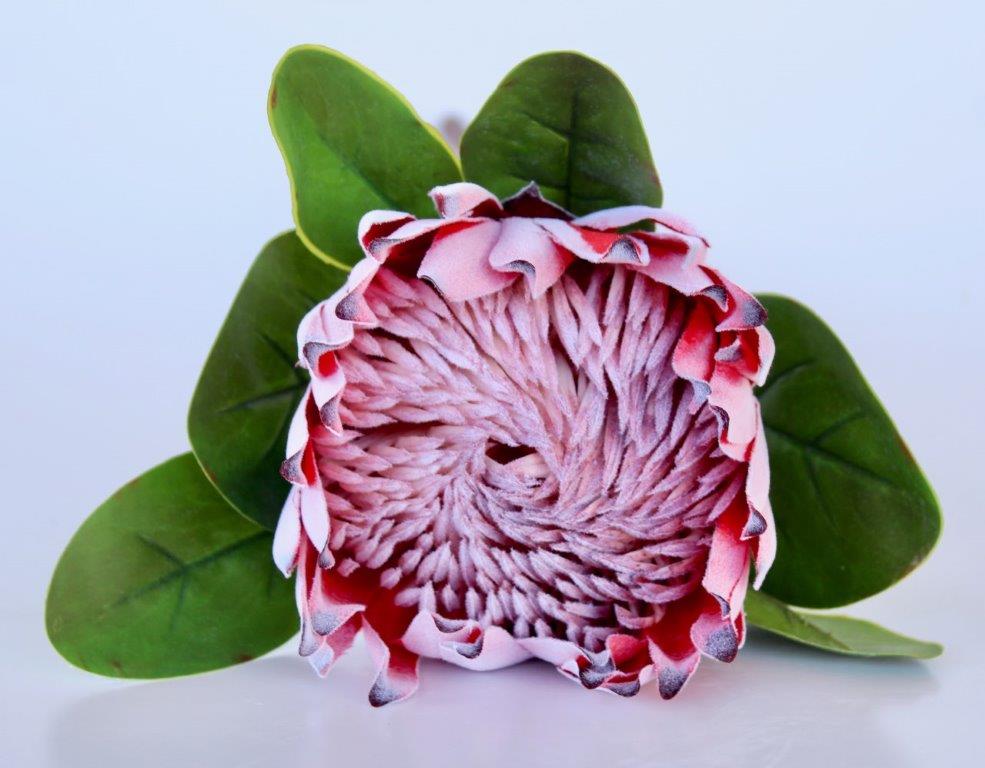 Large Protea Stem